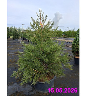 Sequoiadendron giganteum C 90 L